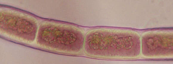 Image of Zygogonium Kützing 1843