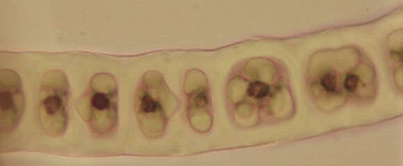 Image of Zygogonium Kützing 1843