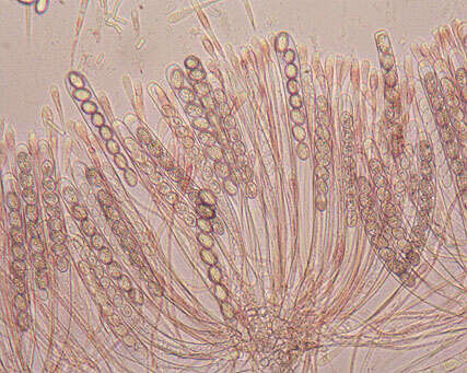 Image of Scutellinia scutellata (L.) Lambotte 1887
