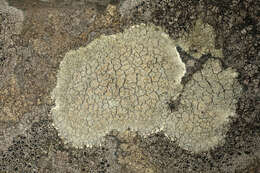 Слика од Lecanora sulphurea (Hoffm.) Ach.