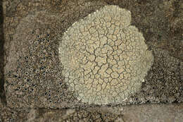 Imagem de Lecanora sulphurea (Hoffm.) Ach.