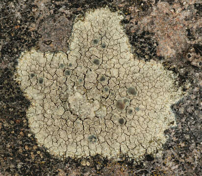 Lecanora sulphurea (Hoffm.) Ach. resmi