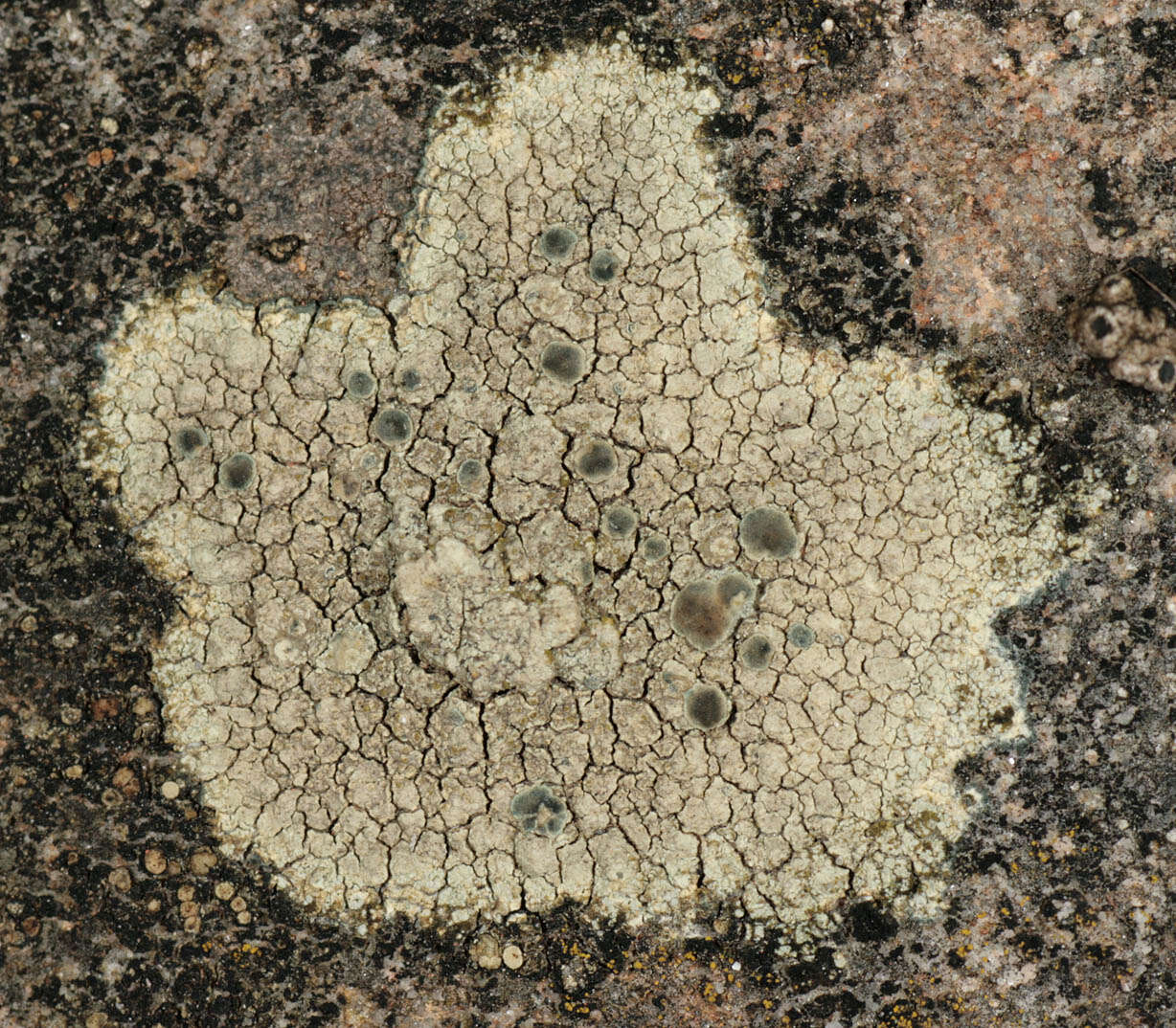 Imagem de Lecanora sulphurea (Hoffm.) Ach.