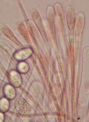 Image of Scutellinia scutellata (L.) Lambotte 1887