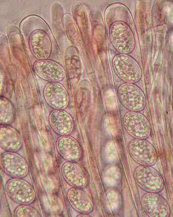 Imagem de Scutellinia scutellata (L.) Lambotte 1887