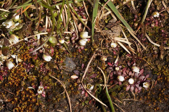 Image of common whitlowgrass