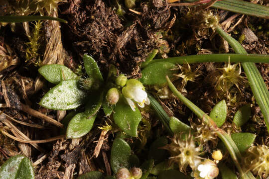 Image of common whitlowgrass