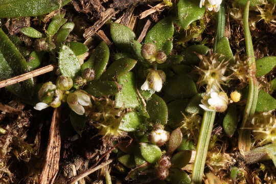 Image of common whitlowgrass