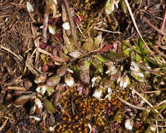 Image of common whitlowgrass