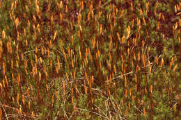 Image of polytrichum moss