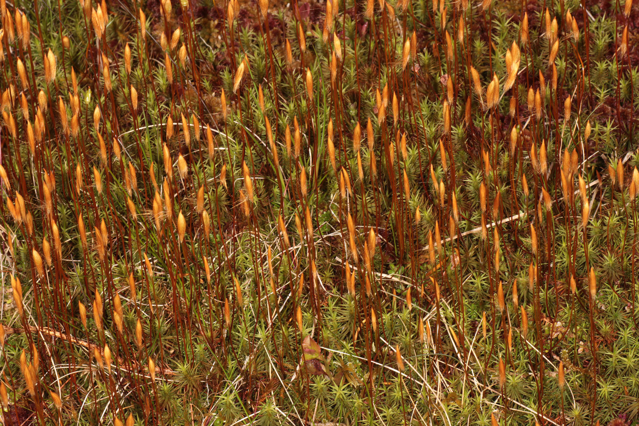 Image of polytrichum moss