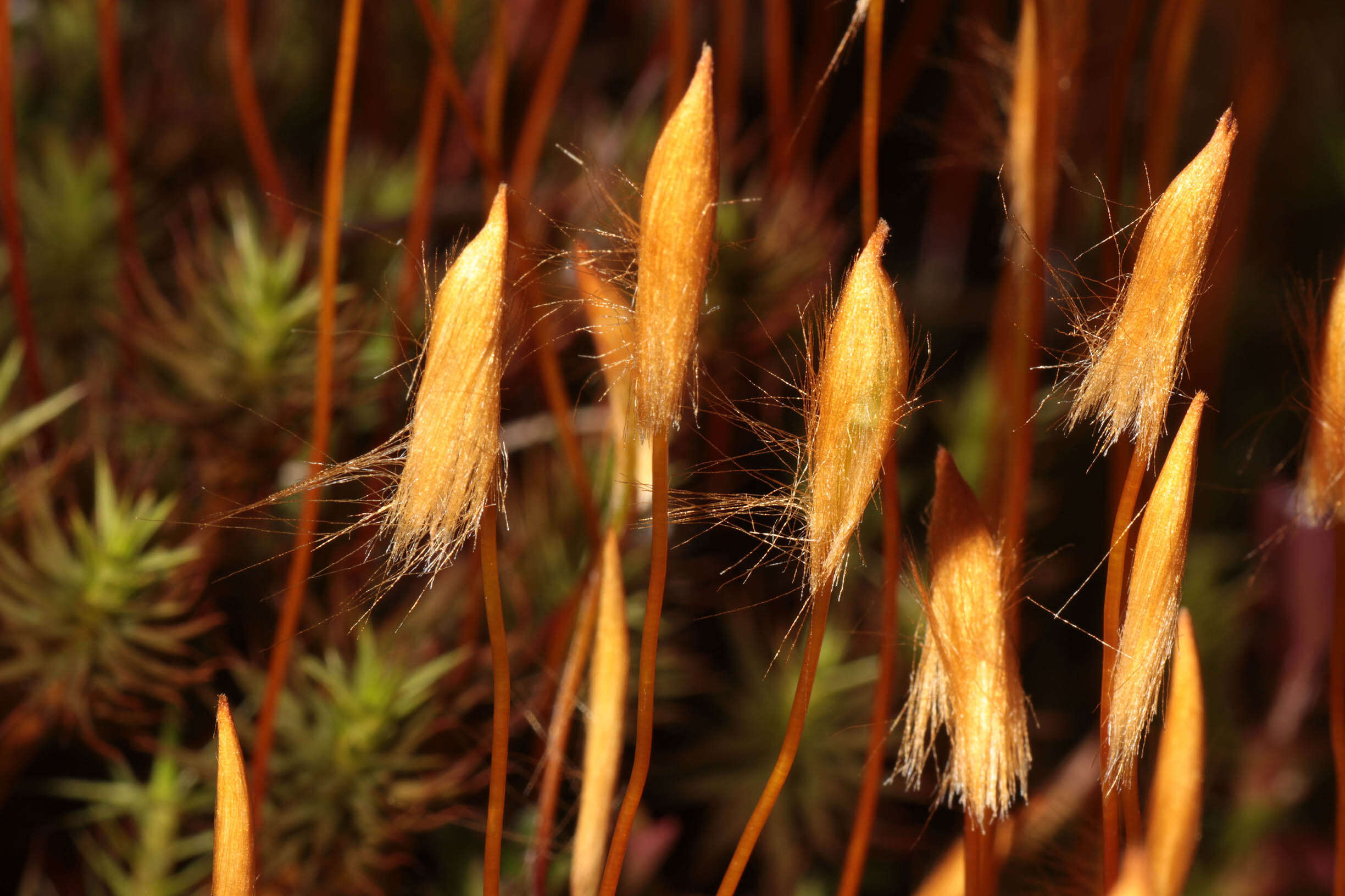 Image of polytrichum moss