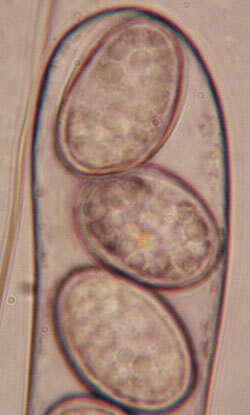 Image of Scutellinia scutellata (L.) Lambotte 1887