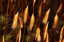 Image of polytrichum moss