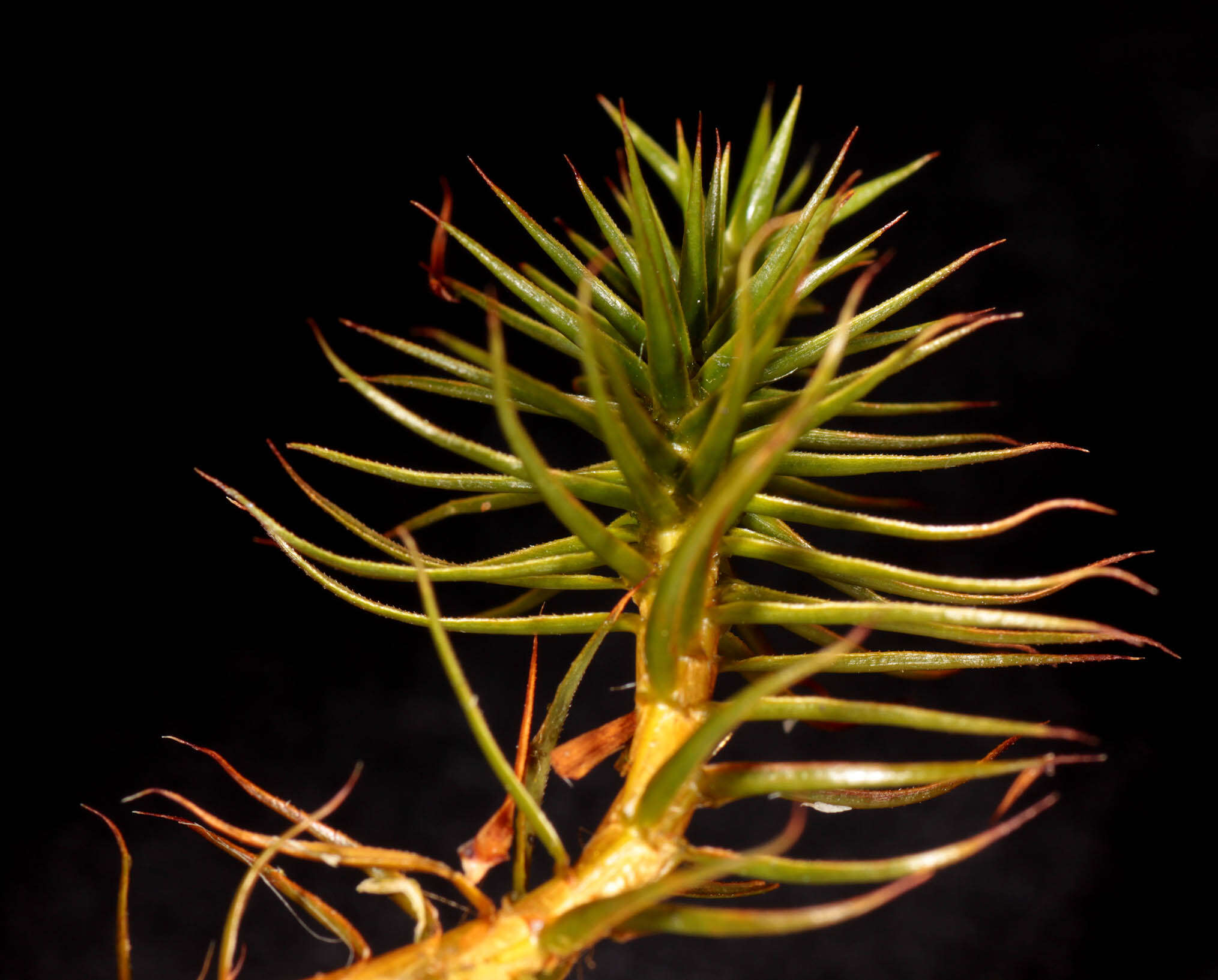 Image of polytrichum moss