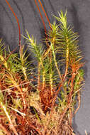 Image of polytrichum moss