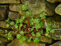 Image of shining geranium