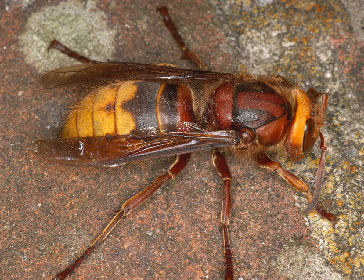 Image of Hornet