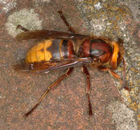 Image of Hornet