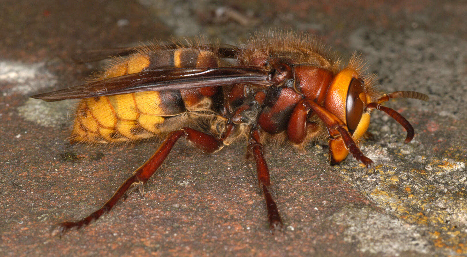 Image of Hornet