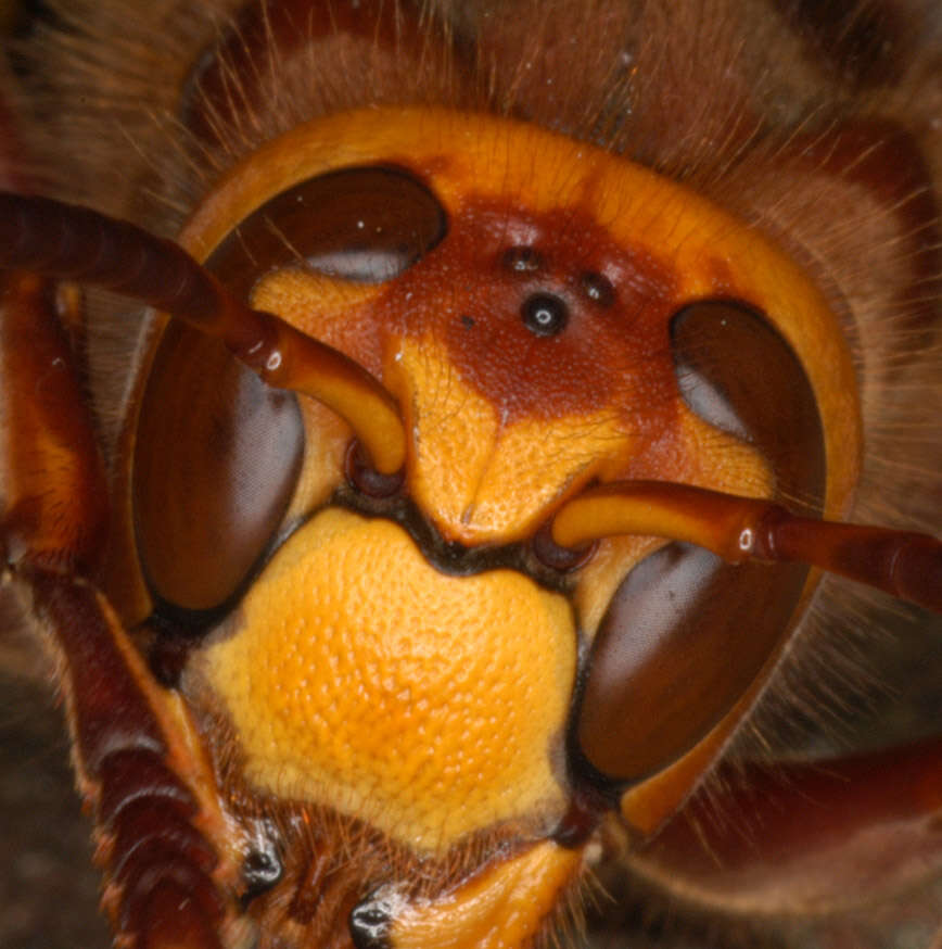 Image of Hornet