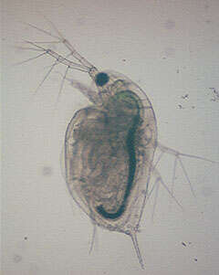 Daphnia (Daphnia) obtusa Kurz 1874的圖片