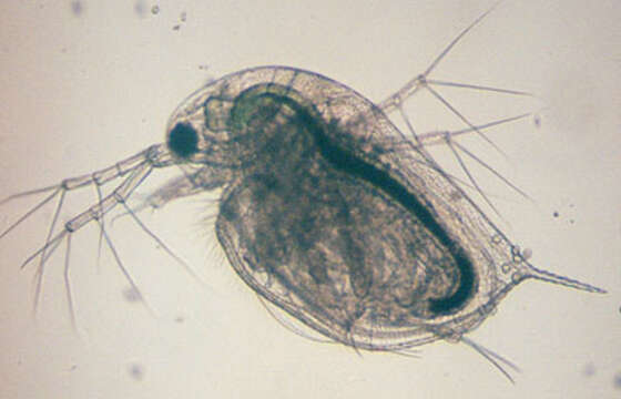 Daphnia (Daphnia) obtusa Kurz 1874的圖片