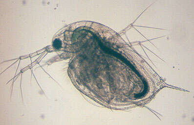 Image of Daphnia (Daphnia) obtusa Kurz 1874