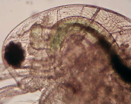 Daphnia (Daphnia) obtusa Kurz 1874 resmi