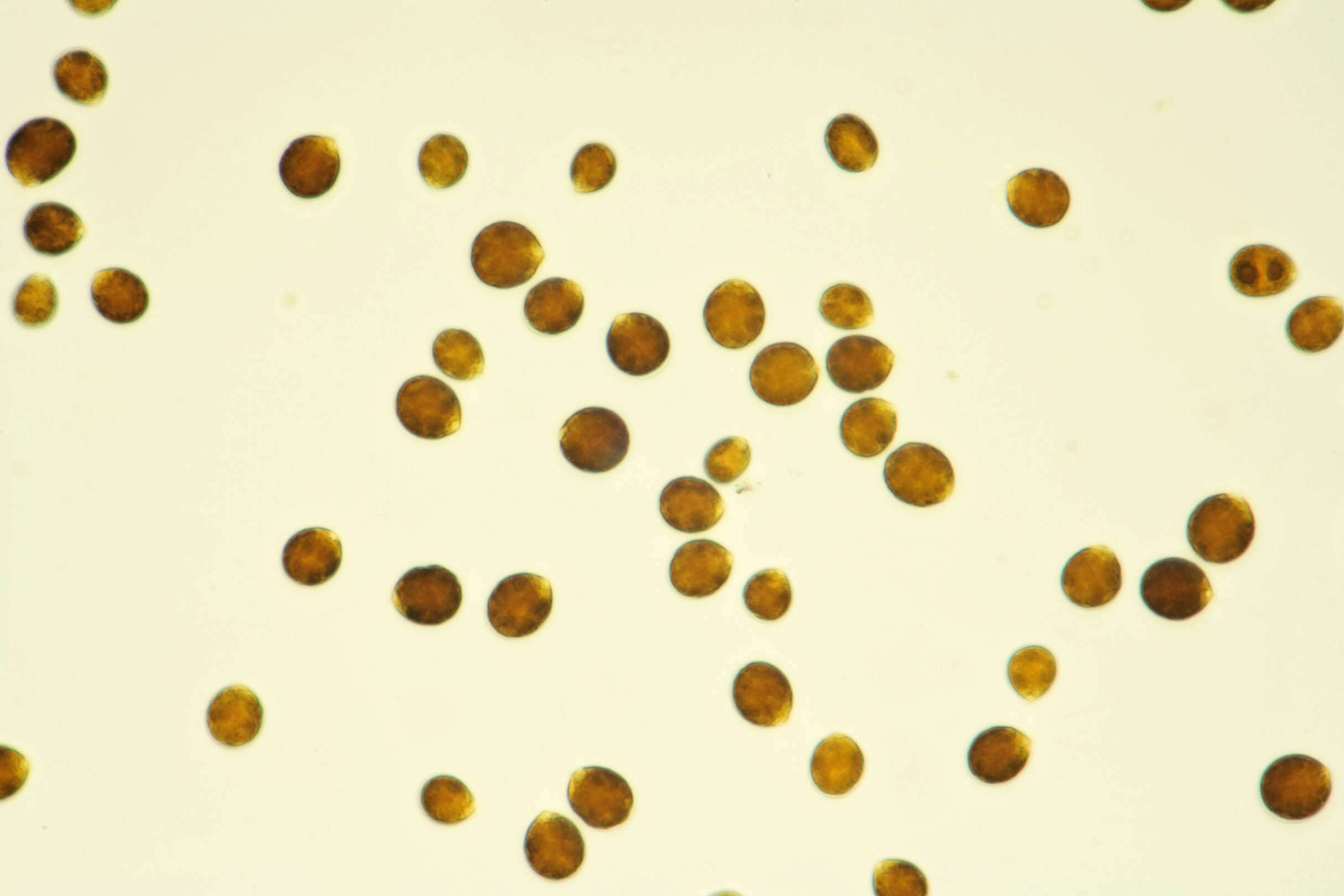 Image of Chlamydomonas reinhardtii