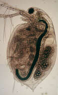 Image of Daphnia (Daphnia) obtusa Kurz 1874