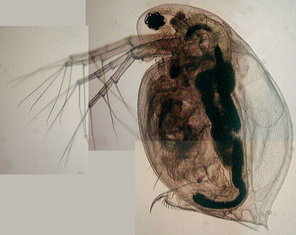 Image of Daphnia (Daphnia) obtusa Kurz 1874