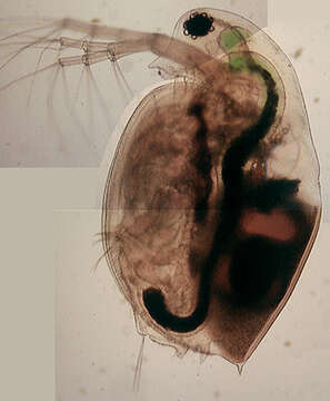 Image of Daphnia (Daphnia) obtusa Kurz 1874