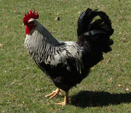 Image of Red Junglefowl