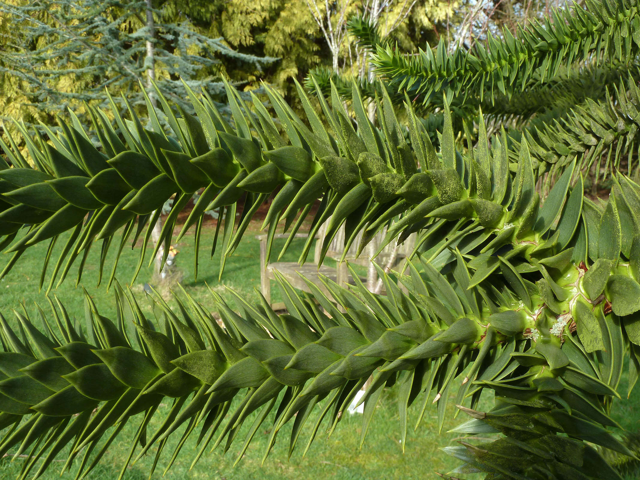 Image of Monkey Puzzle