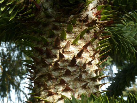 Image of Monkey Puzzle