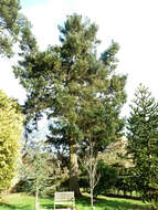 Image of Douglas Fir