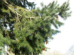 Image of Douglas Fir