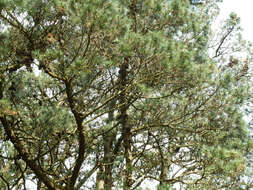 Imagem de Pinus radiata D. Don