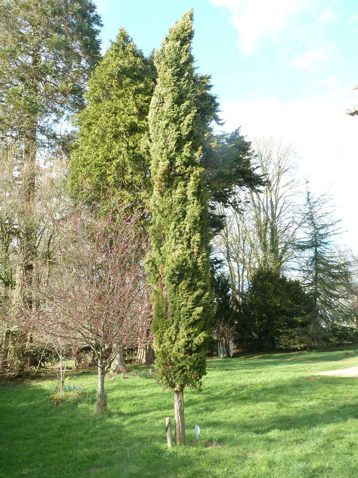 Image of Italian Cypress