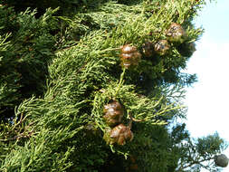 Image of Italian Cypress