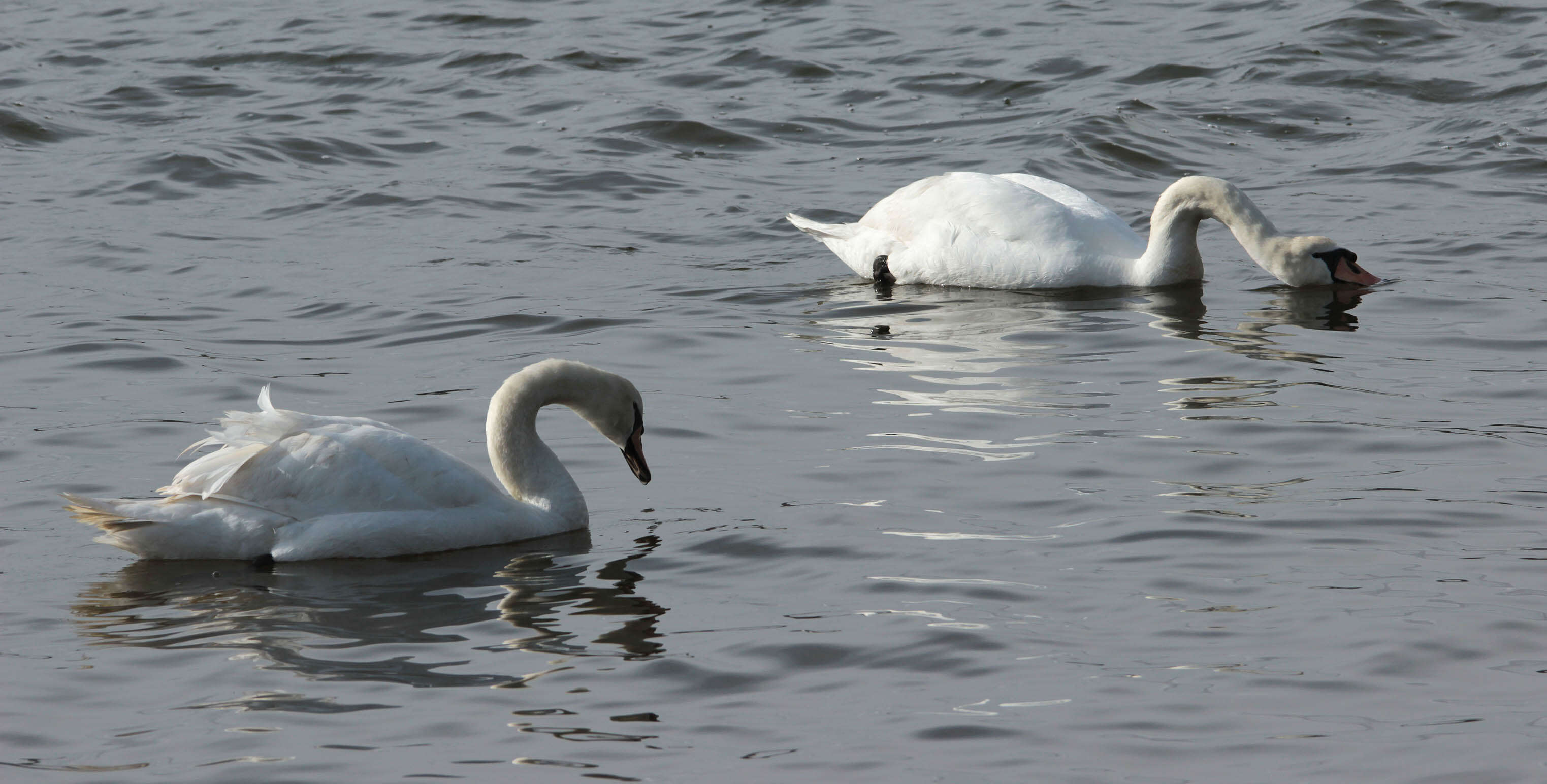 Image of Mute Swan