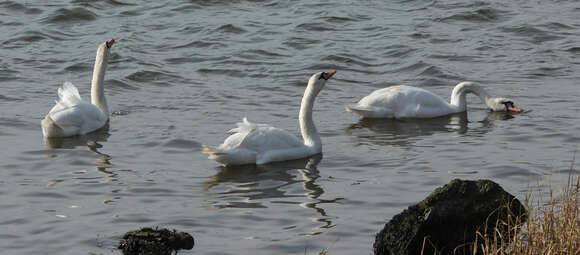 Image of Mute Swan