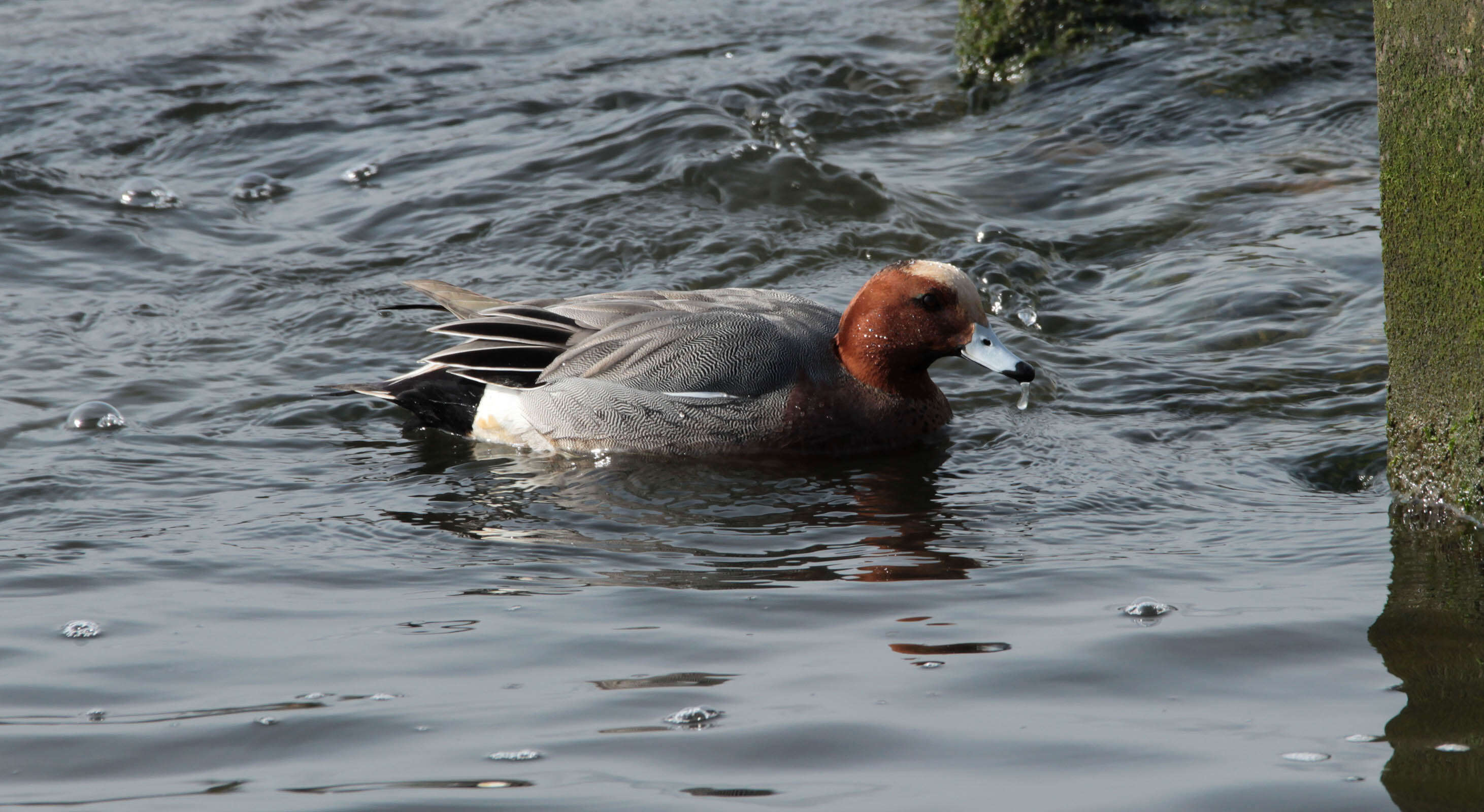 Image of Eurasian Wigeon