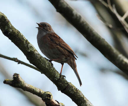 Image of Dunnock