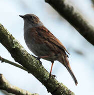 Image of Dunnock