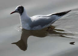 Image of Black-headed Gull