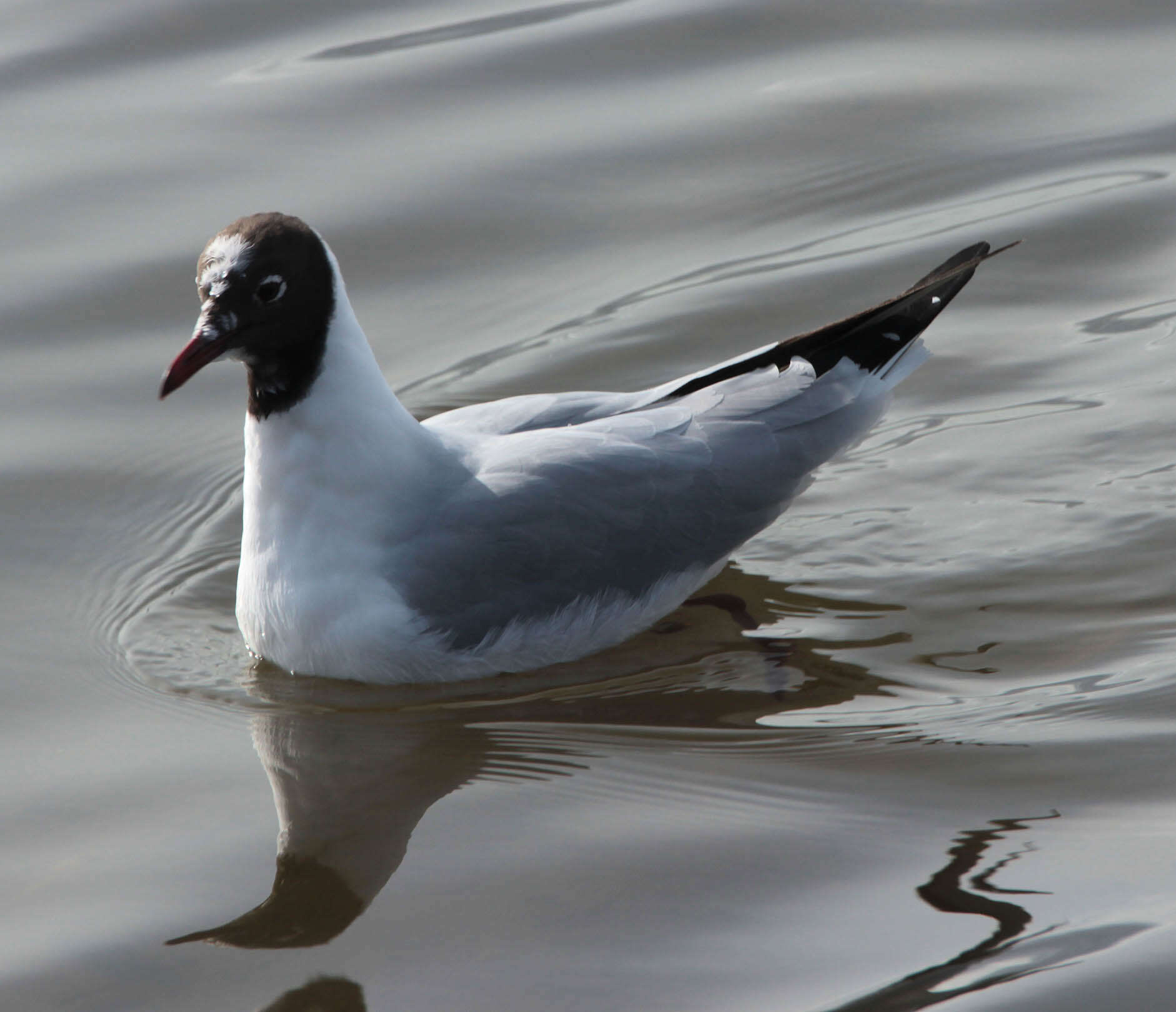 Image of Black-headed Gull