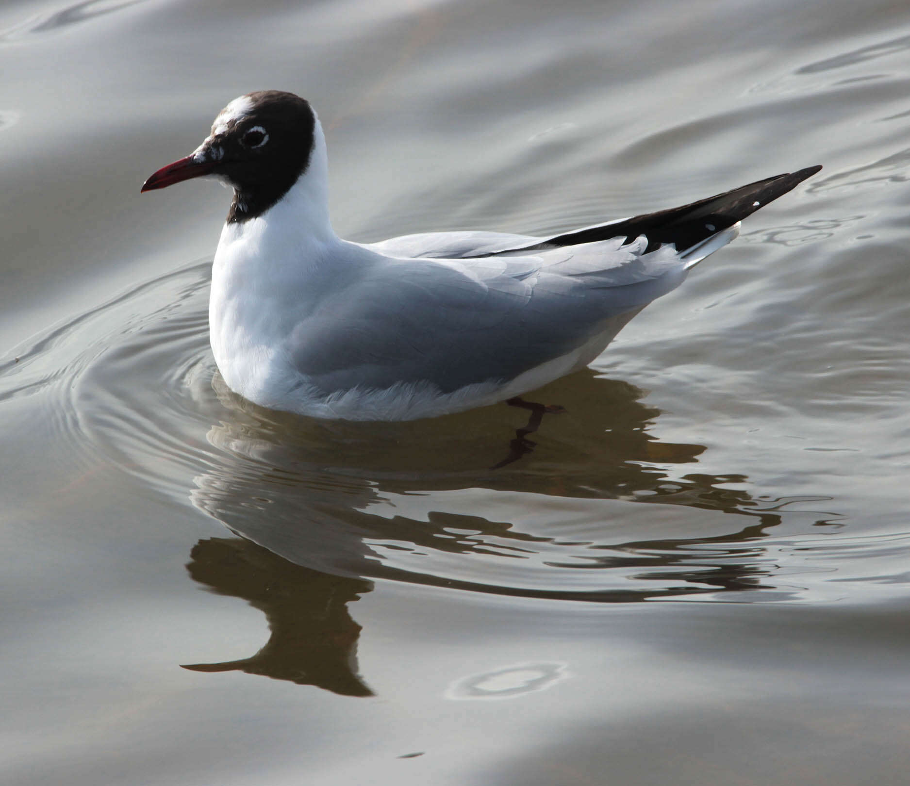 Image of Black-headed Gull