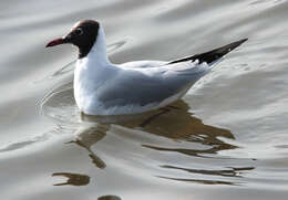 Image of Black-headed Gull